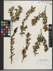 Foto von Salix myrtillifolia Anderson
